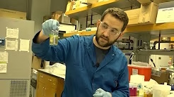 What Anaerobic Fungi Look Like in Batch Culture