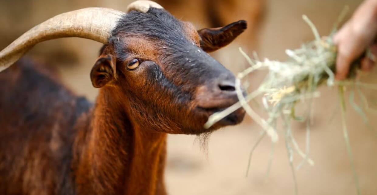 A goat being fed grass