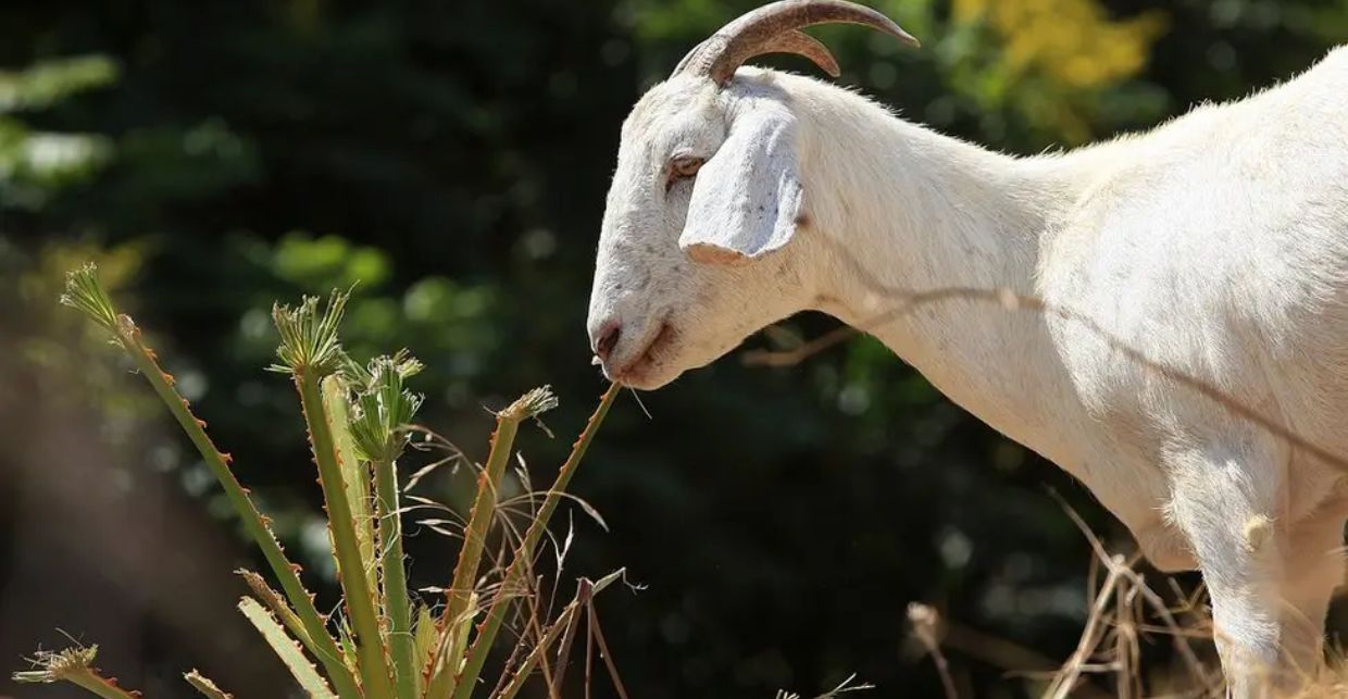 A goat nibbling on some grass