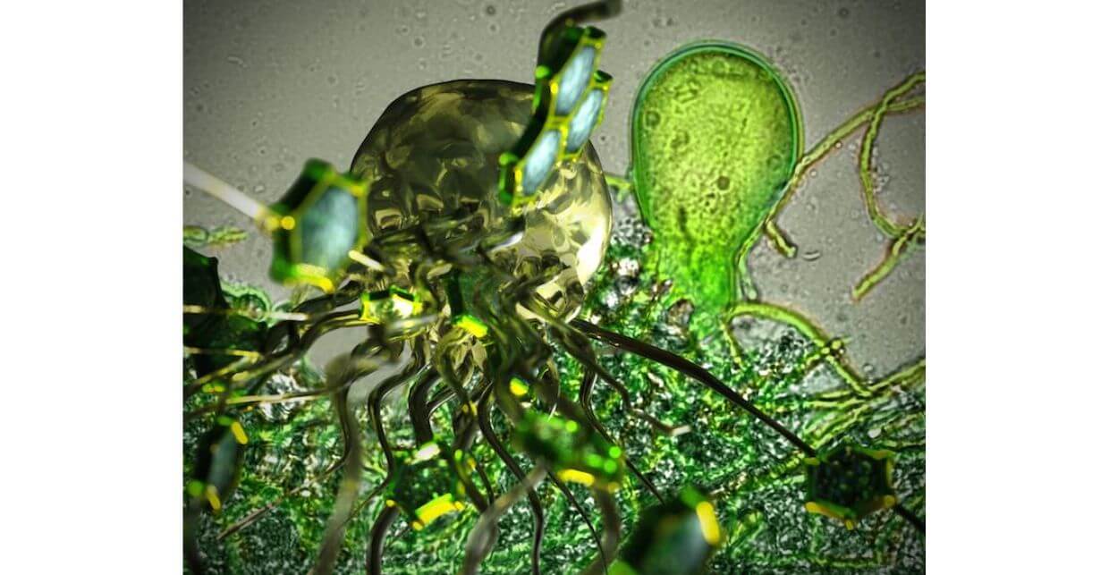 A macro photo of gut fungi