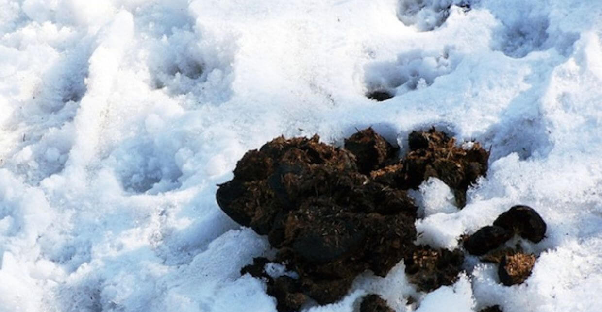 Photo of some manure in snow