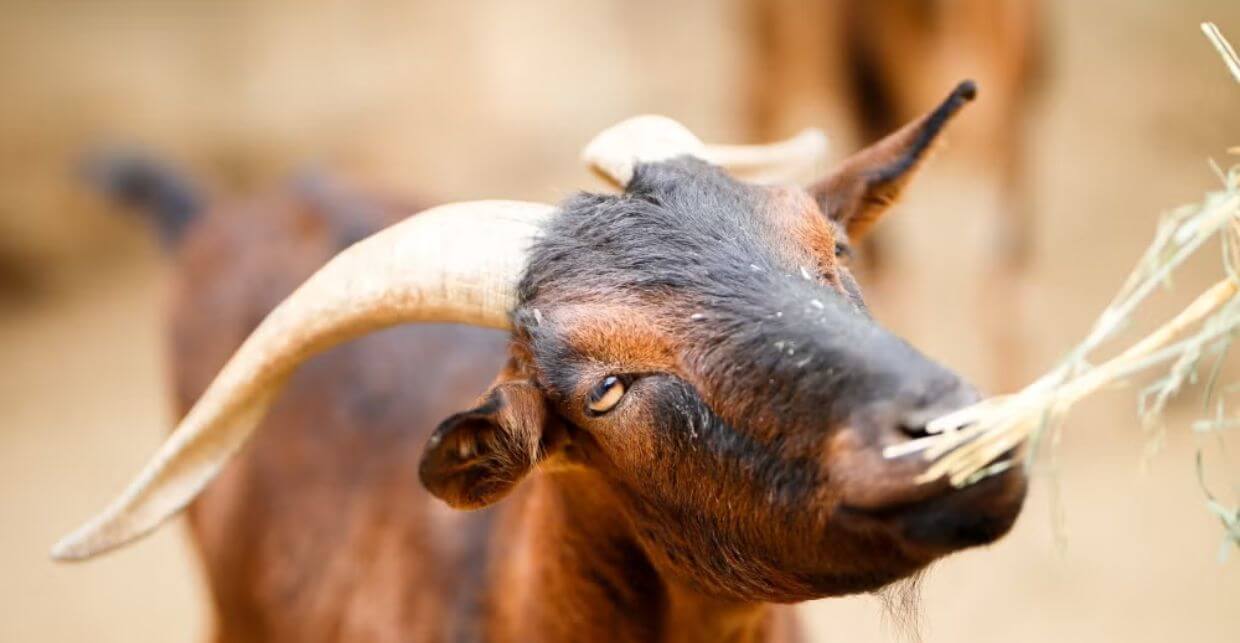 A goat eating some grass